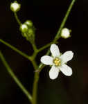 Seaside brookweed <BR>Water pimpernel